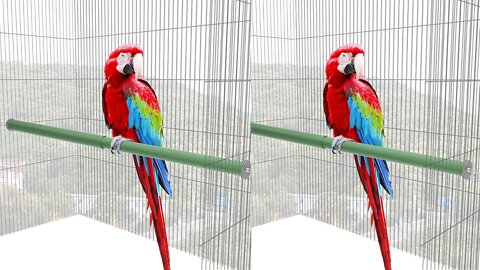 Easy to use adjustable perch for Large Birds #birds #parrot