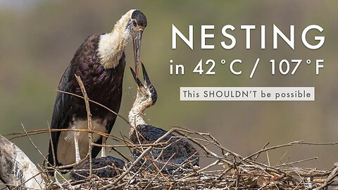 Woolly-Necked Storks raise their chicks in EXTREME TEMPERATURES | TIGER COUNTRY Mini Scene