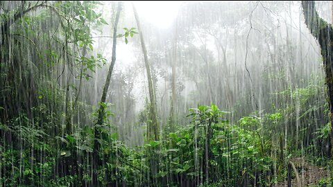 Rain Forest | Rainy Forest Sounds | 10 Hours Sounds For Sleeping | Relaxation