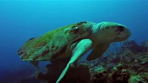 Gigantic loggerhead sea turtles square off menacingly in mating territory rivalry