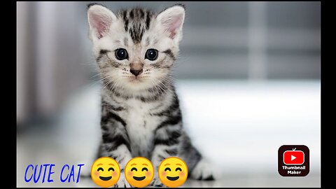 Cute cat funny video.