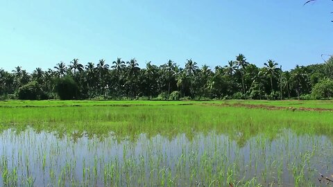 Experience the rustic beauty of a Kerala village
