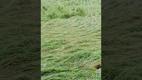 rain Destroy rice crop