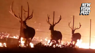 Fires in Montana trap elk behind fence in terrifying blaze