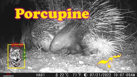 Porcupine Camera Trap 07/21/2022 - A Rare Look at Porcupines in their Natural Habitat