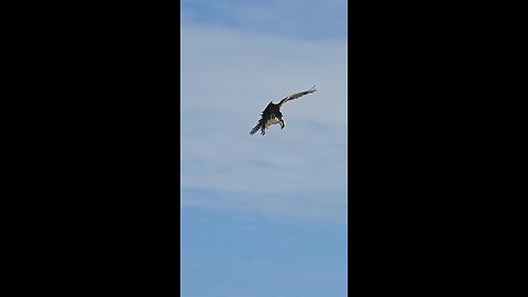 Falcon Catch Catfish in The Sea 🌊