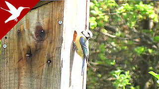 Blue Tit - Cyanistes caeruleus