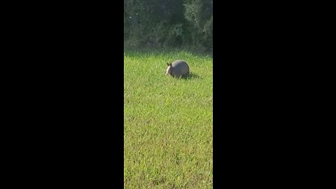 Live Armadillo Foraging Near Industrial Park