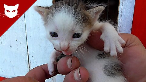 Kittens in New Cat House - my Cat Gave Birth