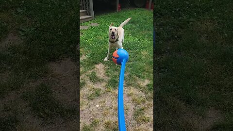 My Patience is Waning! Throw Me The Ball!