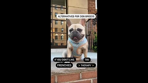 Alternative Dog Breed | Mochi The French Bulldog
