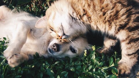 🐱🐶Happy minutes with cats and dogs in funny moments