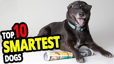TOP 10 Smartest Dog Breeds In The World