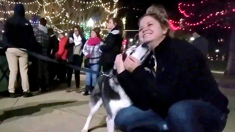 Cute Siberian Husky Max Wishes Everyone a Happy Holidays!