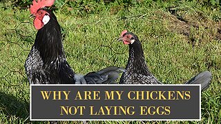 Why are my chickens NOT laying eggs and what to do for they to lay again tutorial