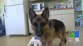 Lexi, a German Shepherd, needs a forever home