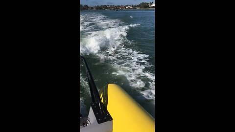 Dolphin Skills in the Wake