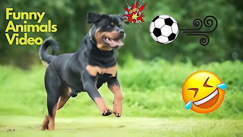 Funniest Cats And Dogs Videos 😅😂🤣 Best Funny Animal Videos 2023 🥰😇 #10