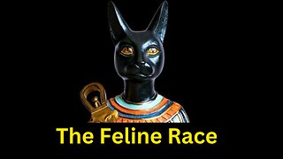 The feline Race