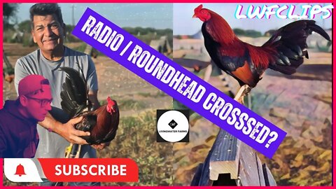 Radio / Roundhead GAMEFOWL Crossbreeding Explored