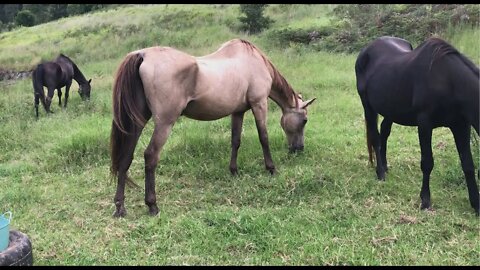 Moved the horses to a bigger paddock with more feed. Arthur does look like he's put on weight