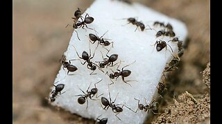 Ants are always hard worker in this earth