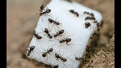 Ants are always hard worker in this earth