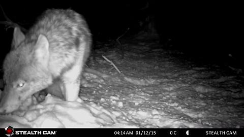 Large Wild Wolf Searching For Food In The Deep Snow