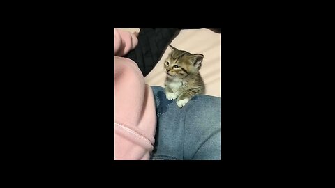 Tiny Kitten’s Nap Time!