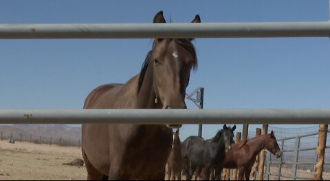 Organizations support Veterans for Mustangs Act