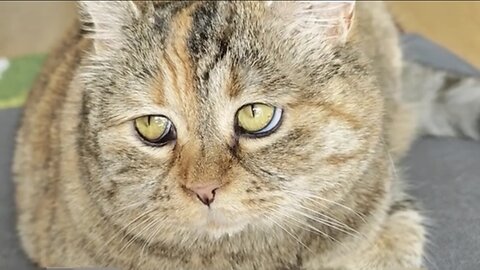 Beautiful cat 🐈 trending video