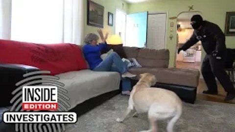 Dogs Tested to See Whether They’d Defend Owner During Home Invasion
