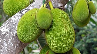 Miracle Fruit? 10 Amazing Health Benefits of Jackfruit