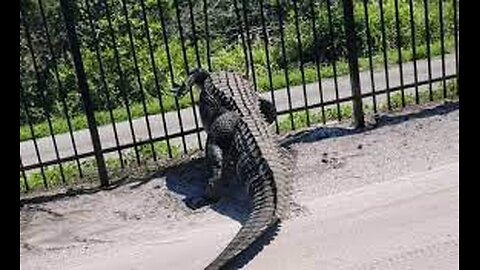 Giant alligator bends metal fence while forcing its way through