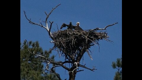 11 Mile & Baby Bald Eagle 2