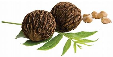 Black Walnut Powerful💪 Detox