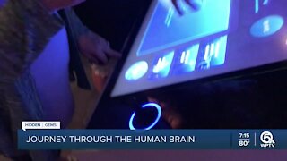Journey Through the Human Brain