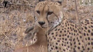 Cheetah Catches, And Eats Antelope (HD)