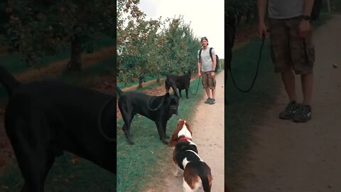 Cane Corsos Meet Basset Hound #shorts #viral #funnydogs #pets