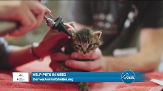 Help Pets In Need // Denver Animal Shelter