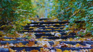 Light Autumn Breeze Through Leaves | Relaxing Nature Sounds For Deep Sleep & Stress Relief | 1 Hour