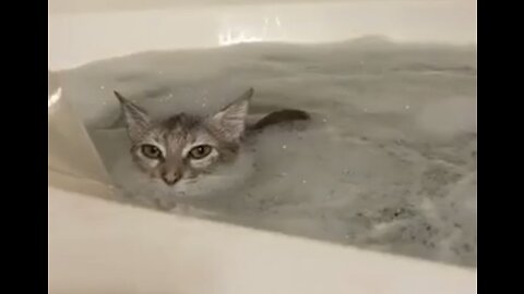 Acqua Cats