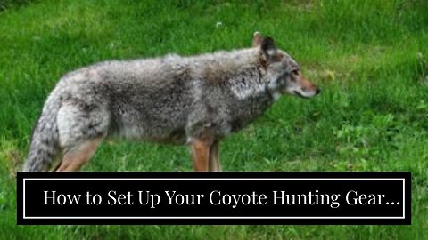 How to Set Up Your Coyote Hunting Gear for Maximum Efficiency