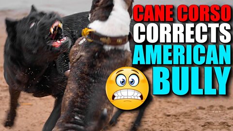 Cane Corso Corrects American Bully 👿