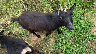 My Nigerian/Pygmy goats say hi to M!