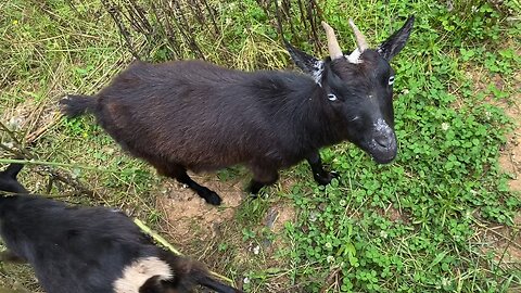 My Nigerian/Pygmy goats say hi to M!