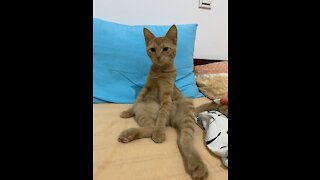 Sleepy cat sitting like a human