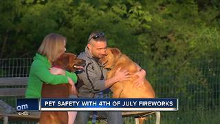 Keeping your pets safe on 4th of July