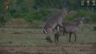 WILDlife: Waterbuck Pairing