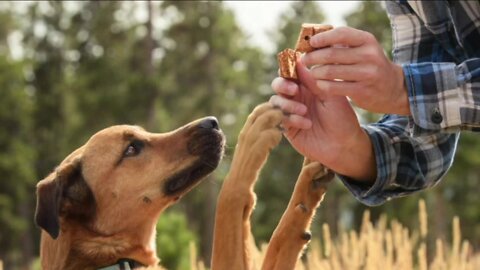 Bond Pet Foods provides plant-based treats for dogs